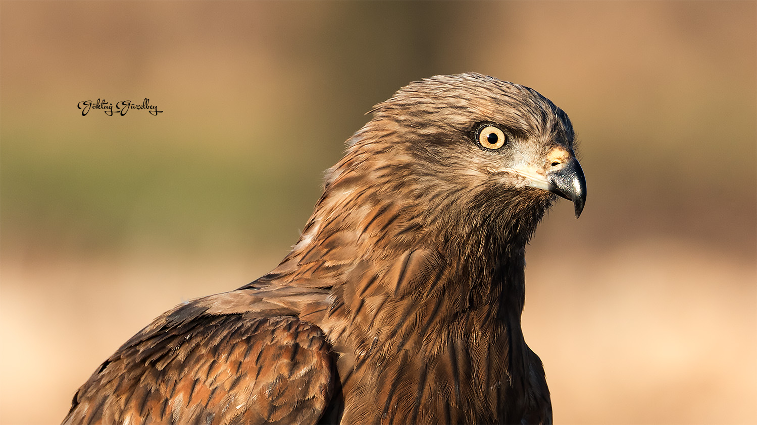 Kara çaylak » Black Kite » Milvus migrans