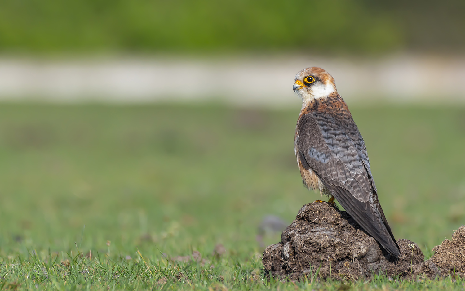 Ala doğan » Red-footed Falcon » Falco vespertinus