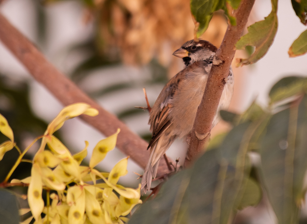 Serçe » House Sparrow » Passer domesticus