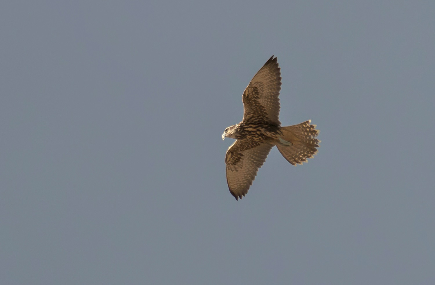 Ulu doğan » Saker Falcon » Falco cherrug