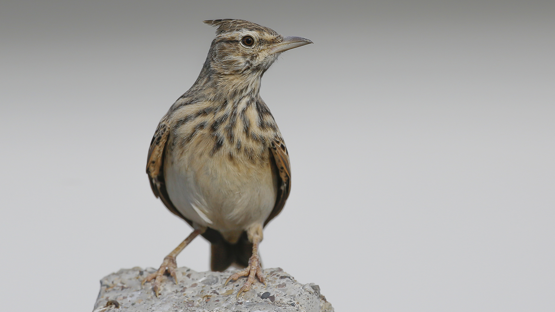Tepeli toygar » Crested Lark » Galerida cristata