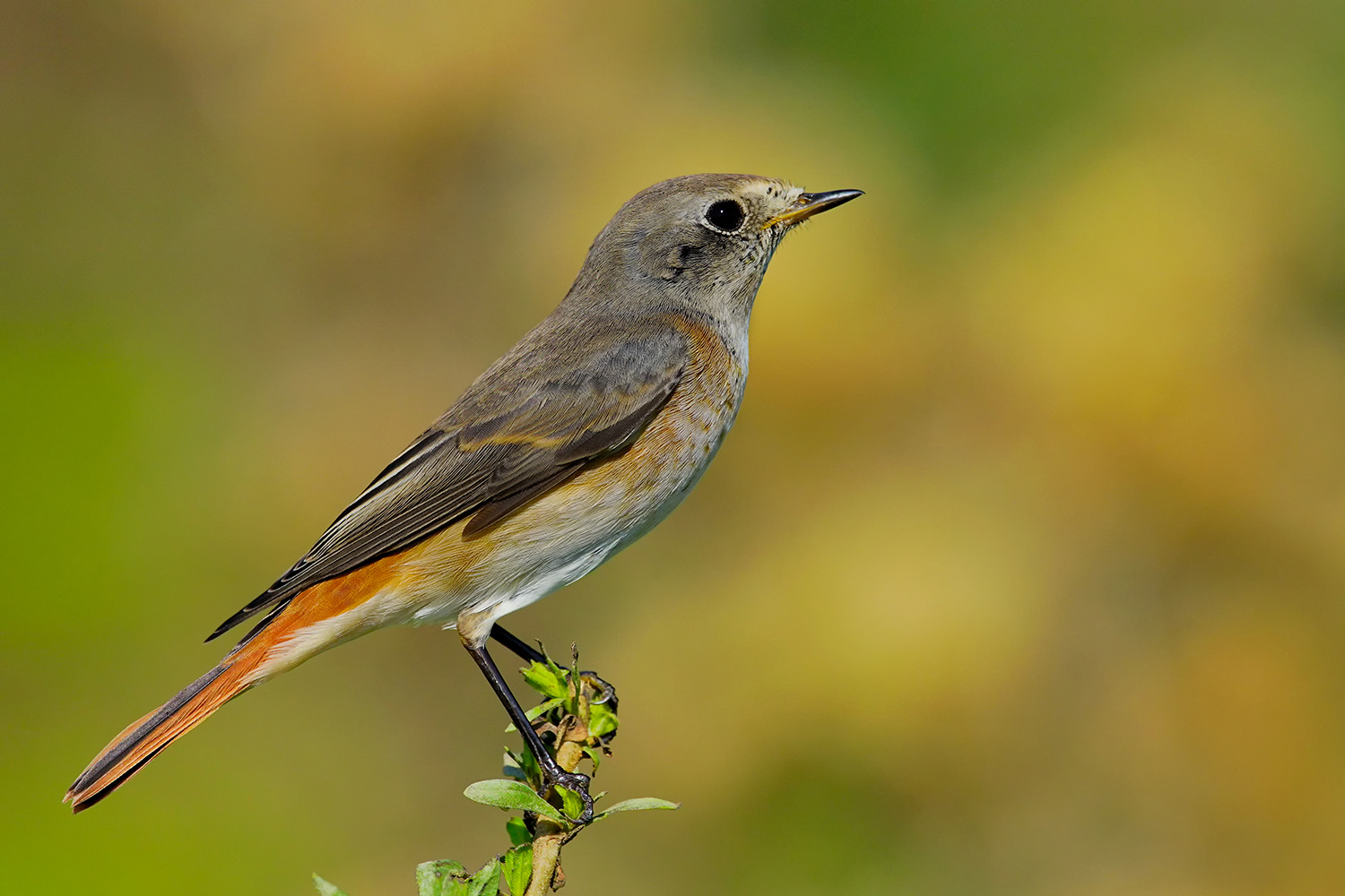 Kızılkuyruk » Common Redstart » Phoenicurus phoenicurus