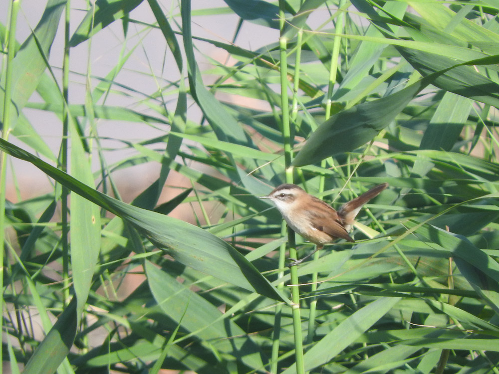 Bıyıklı kamışçın » Moustached Warbler » Acrocephalus melanopogon