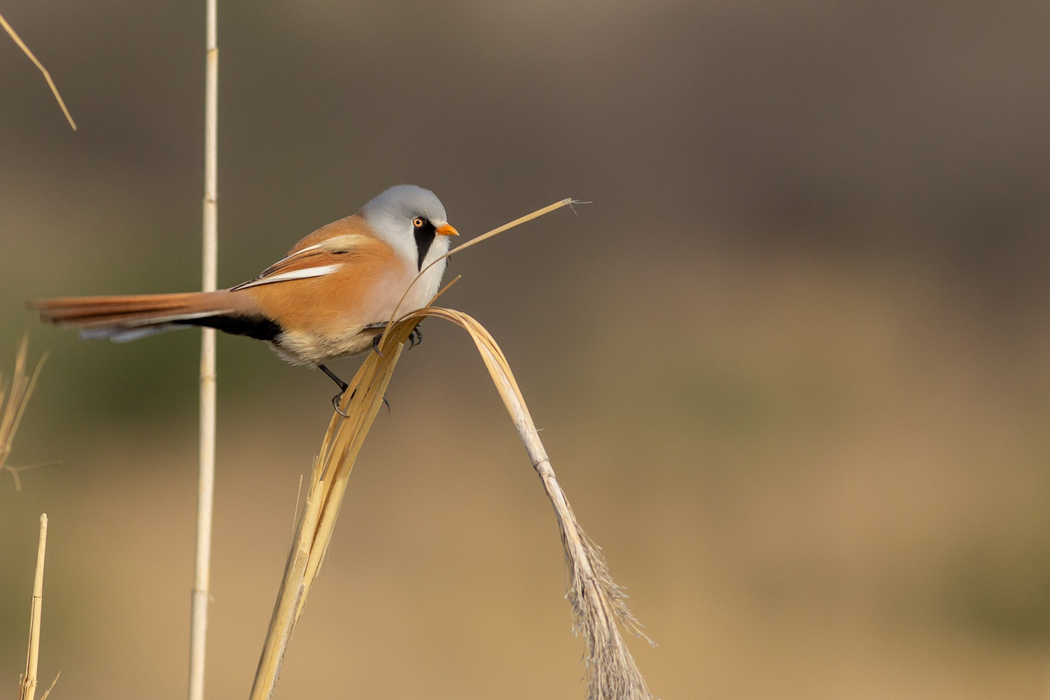 Bıyıklı baştankara » Bearded Reedling » Panurus biarmicus
