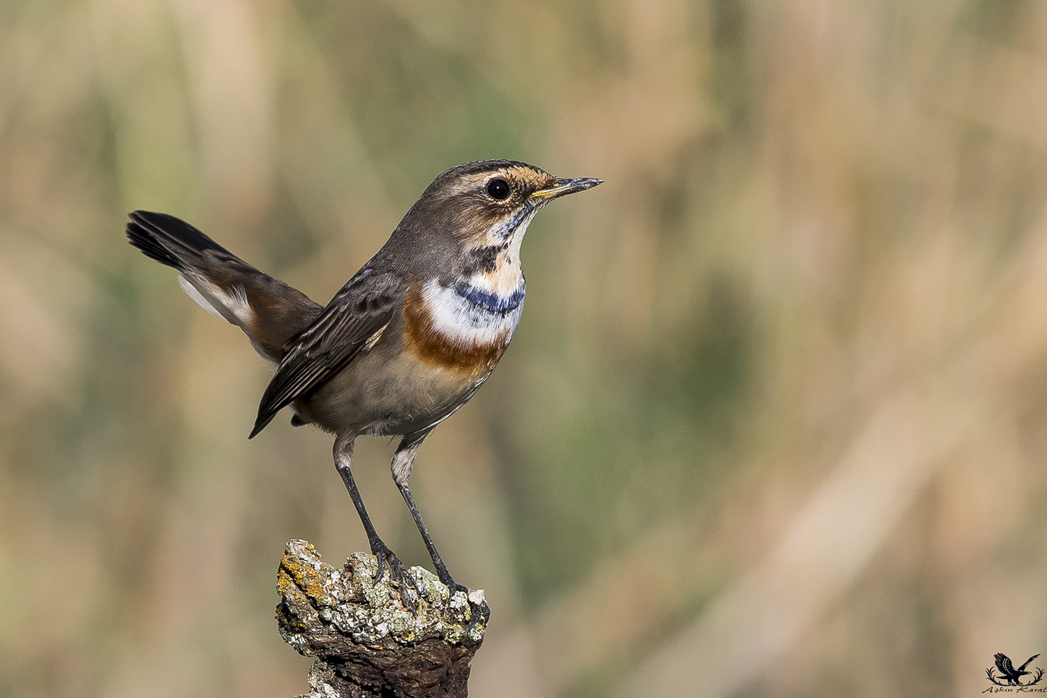 Mavigerdan » Bluethroat » Luscinia svecica