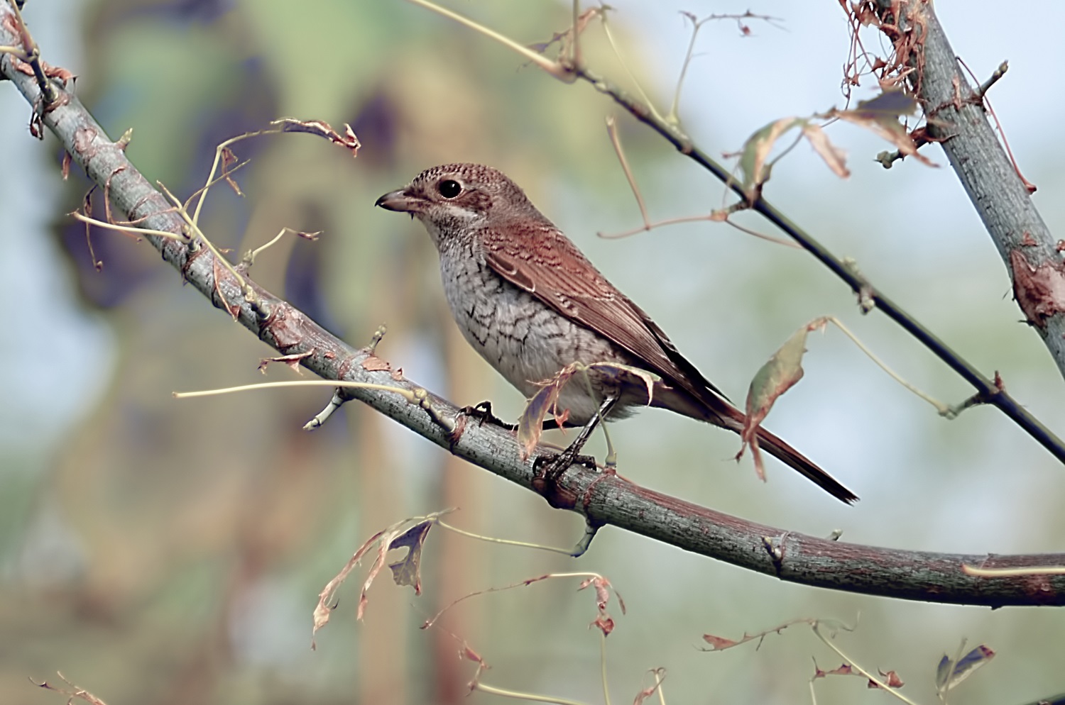 Kızılsırtlı örümcekkuşu » Red-backed Shrike » Lanius collurio