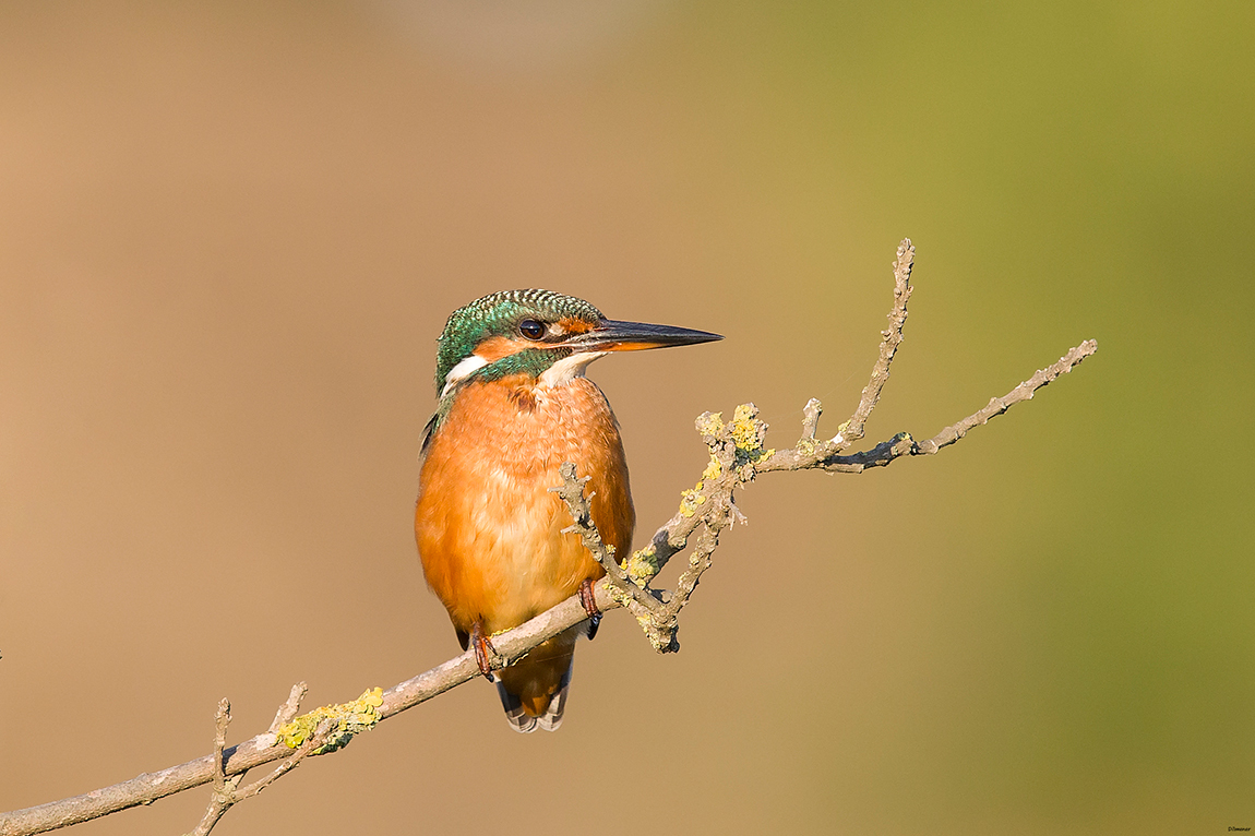 Yalıçapkını » Common Kingfisher » Alcedo atthis