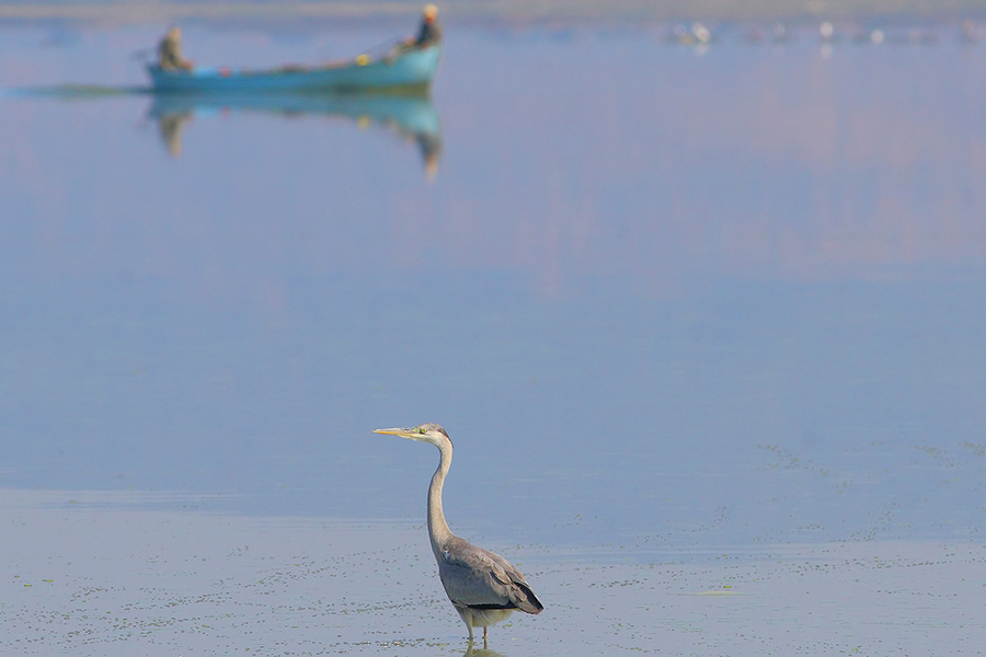 Gri balıkçıl » Grey Heron » Ardea cinerea