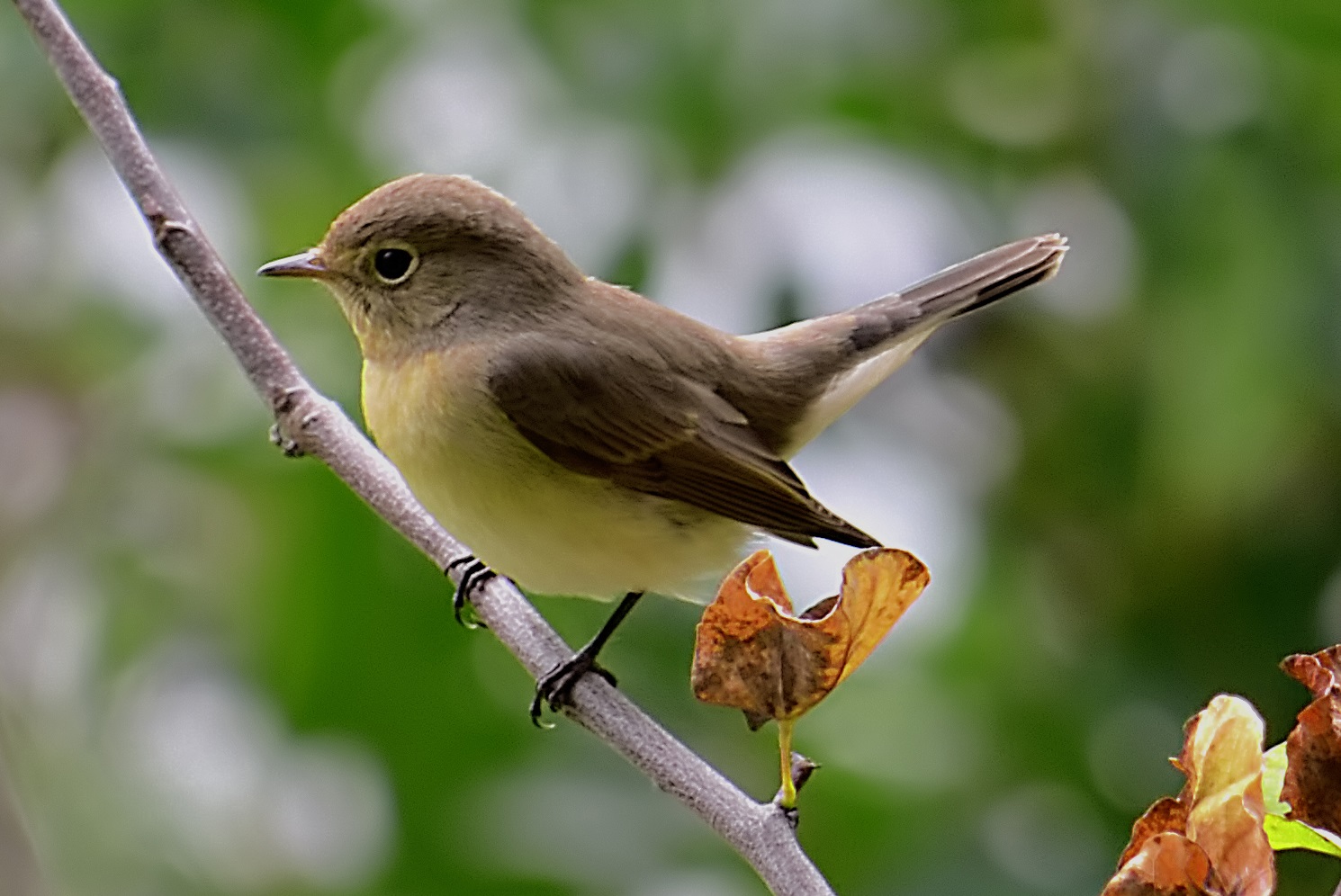 Küçük sinekkapan » Red-breasted Flycatcher » Ficedula parva