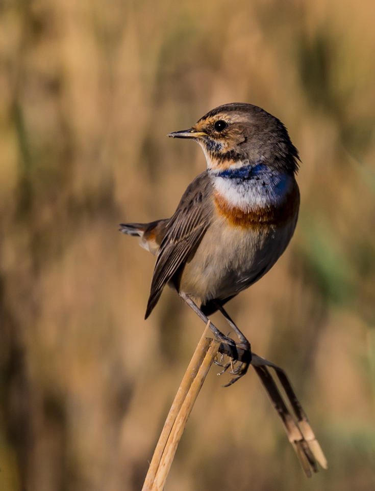 Mavigerdan » Bluethroat » Luscinia svecica