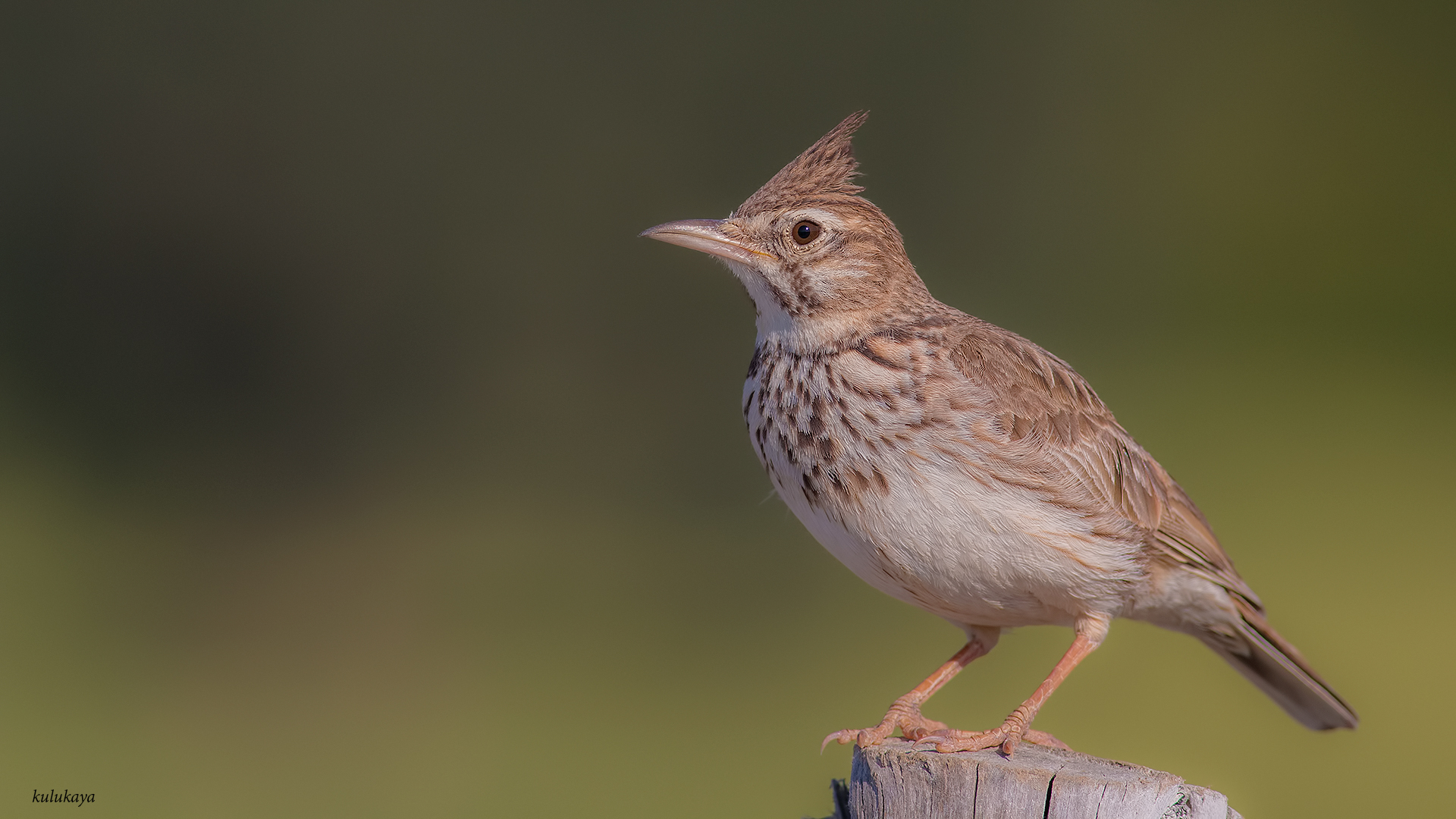 Tepeli toygar » Crested Lark » Galerida cristata