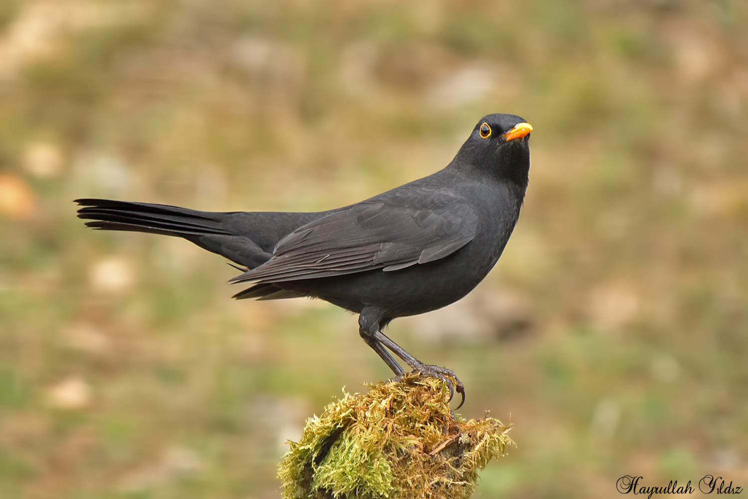 Karatavuk » Common Blackbird » Turdus merula