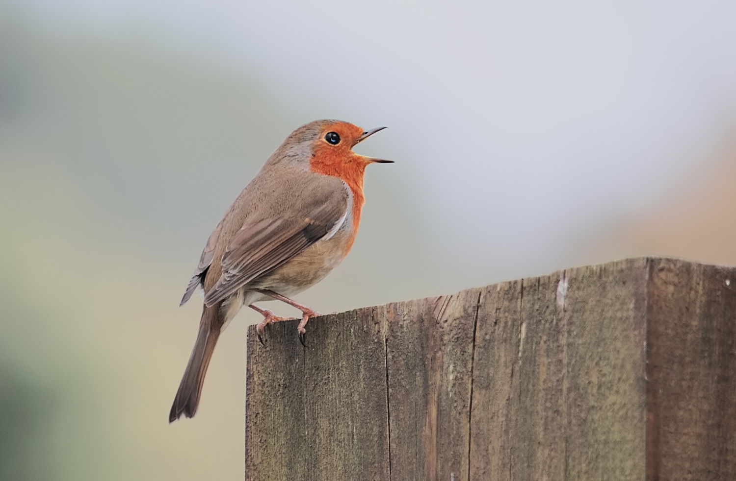 Kızılgerdan » European Robin » Erithacus rubecula