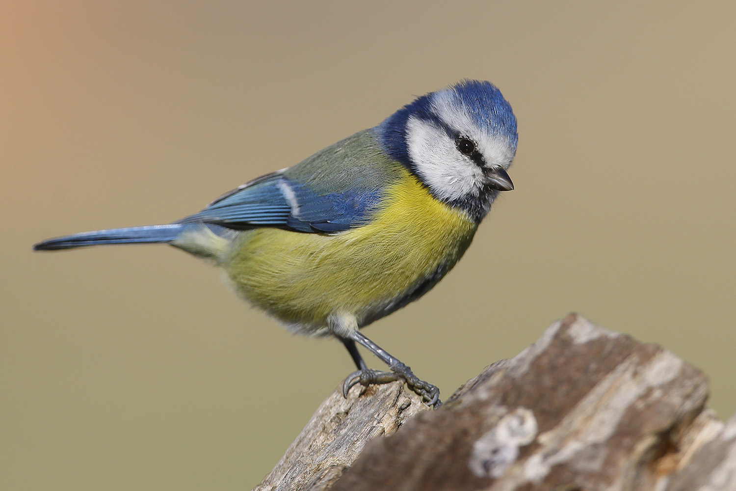 Mavi baştankara » Eurasian Blue Tit » Cyanistes caeruleus