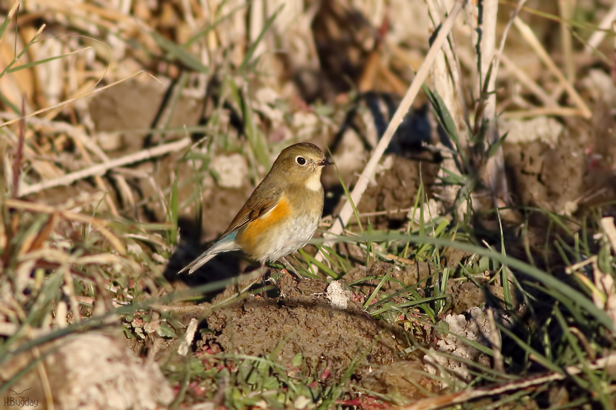 Mavikuyruklu bülbül » Red-flanked Bluetail » Tarsiger cyanurus