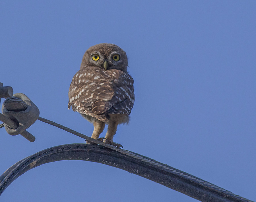 Kukumav » Little Owl » Athene noctua