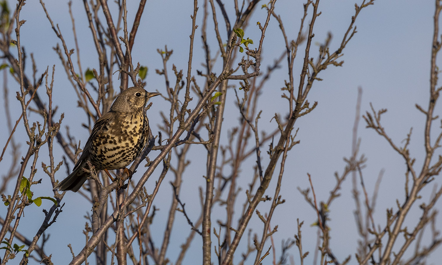 Ökse ardıcı » Mistle Thrush » Turdus viscivorus