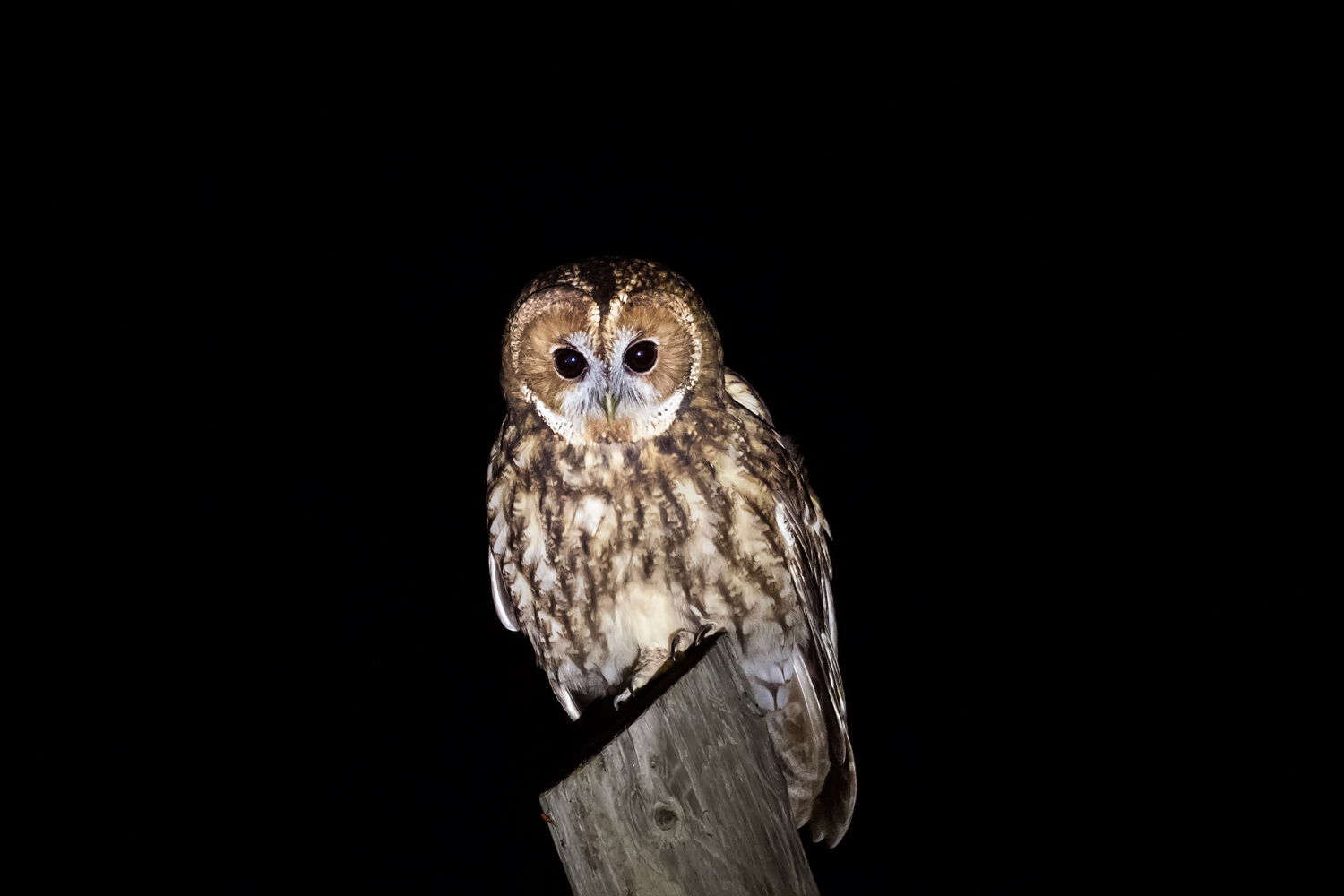 Alaca baykuş » Tawny Owl » Strix aluco