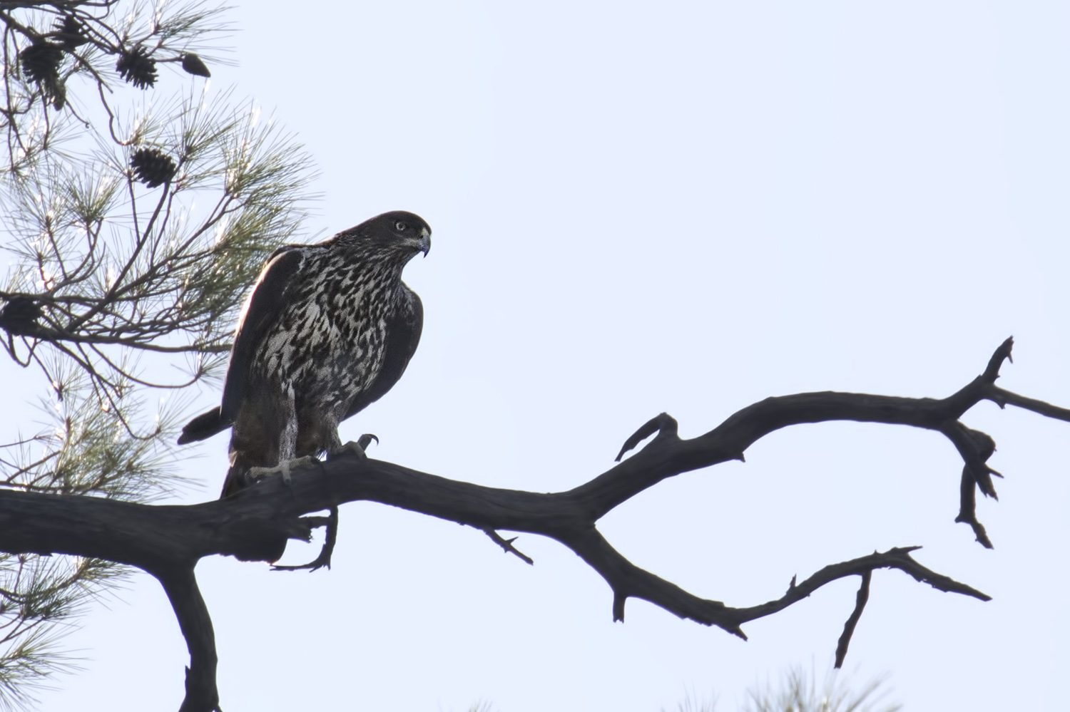 Tavşancıl » Bonelli`s Eagle » Aquila fasciata