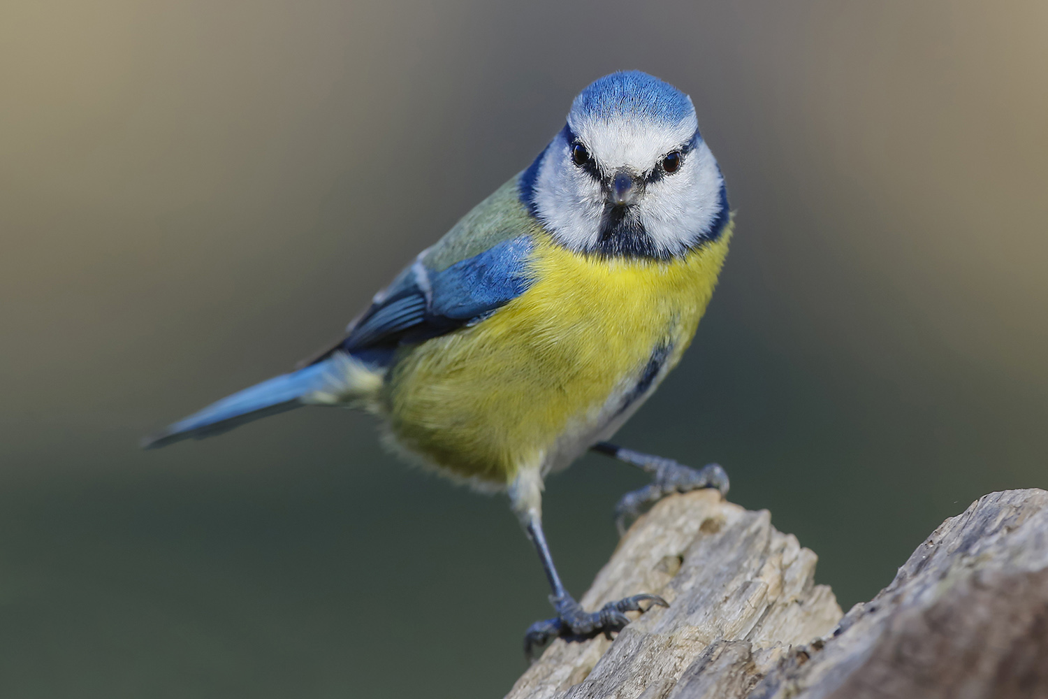 Mavi baştankara » Eurasian Blue Tit » Cyanistes caeruleus