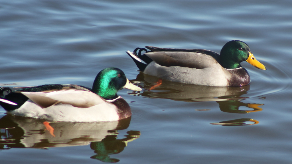 Yeşilbaş » Mallard » Anas platyrhynchos