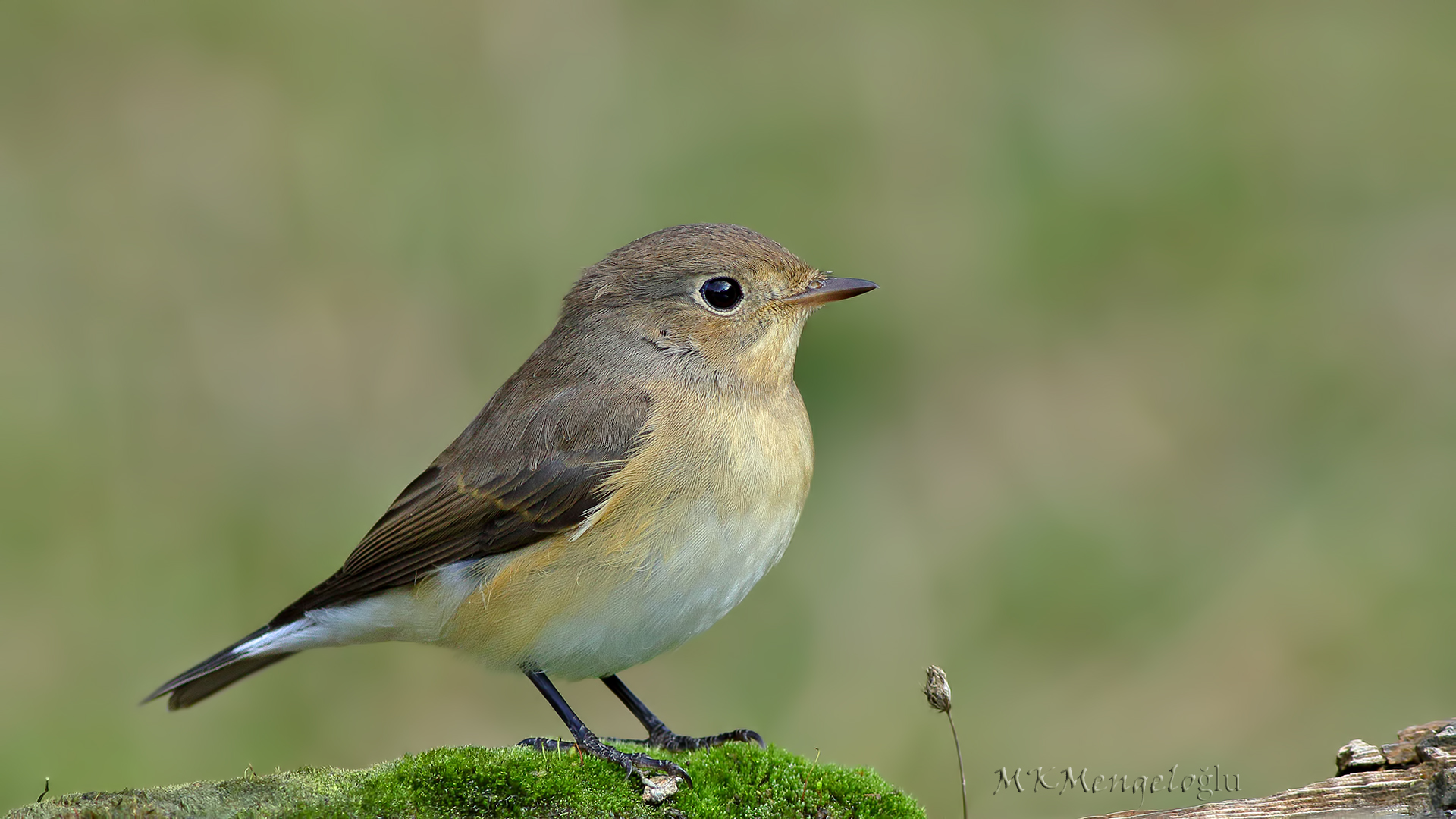 Küçük sinekkapan » Red-breasted Flycatcher » Ficedula parva