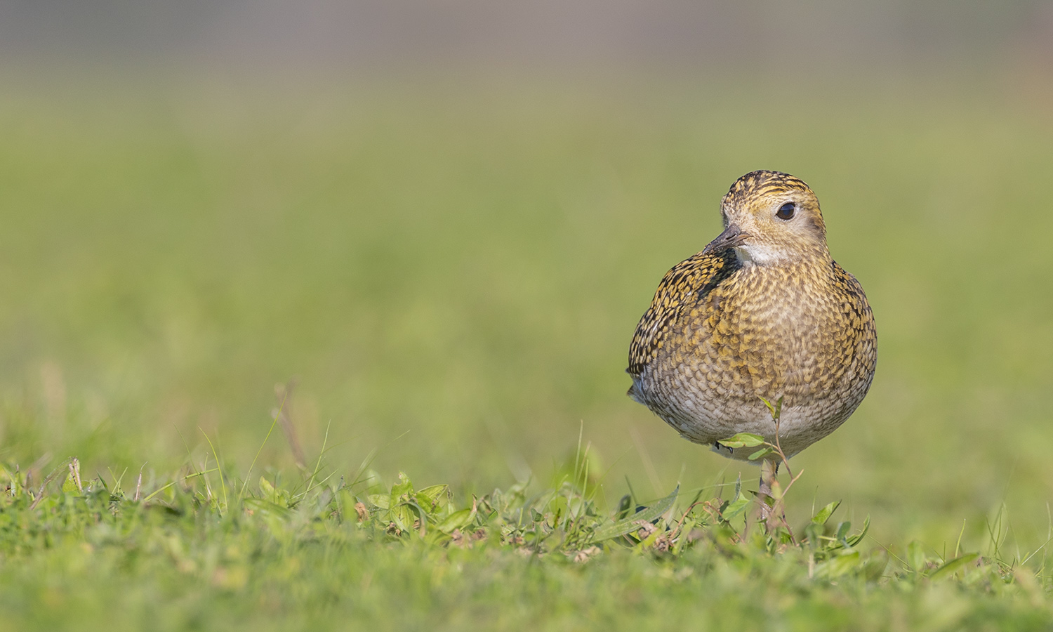 Altın yağmurcun » European Golden Plover » Pluvialis apricaria