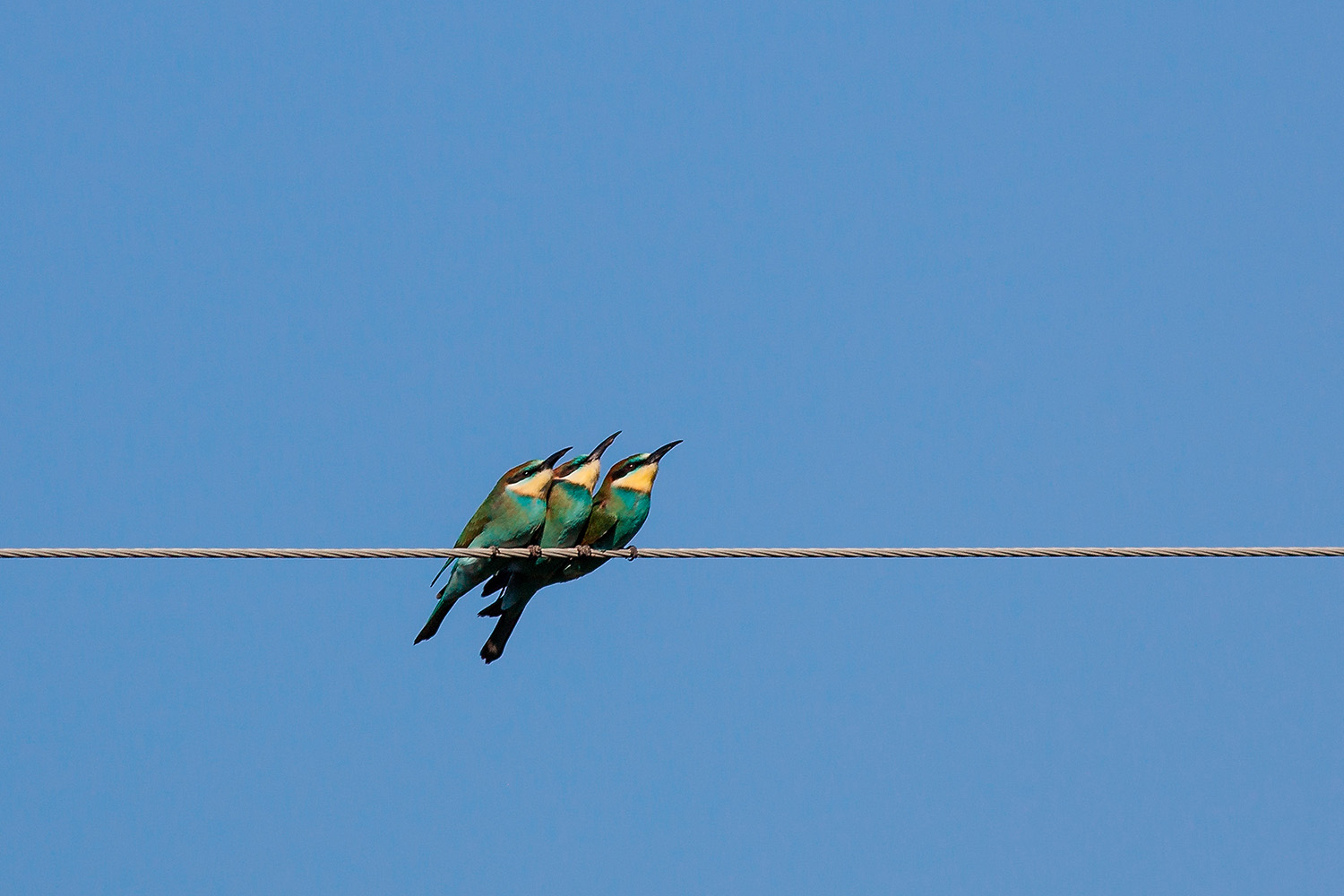Arıkuşu » European Bee-eater » Merops apiaster