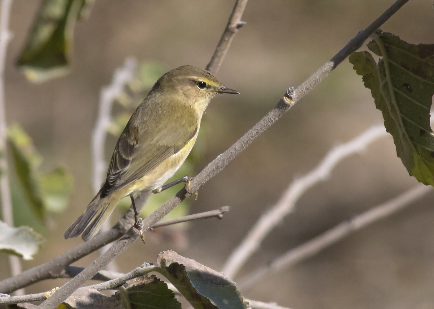 Çıvgın » Common Chiffchaff » Phylloscopus collybita