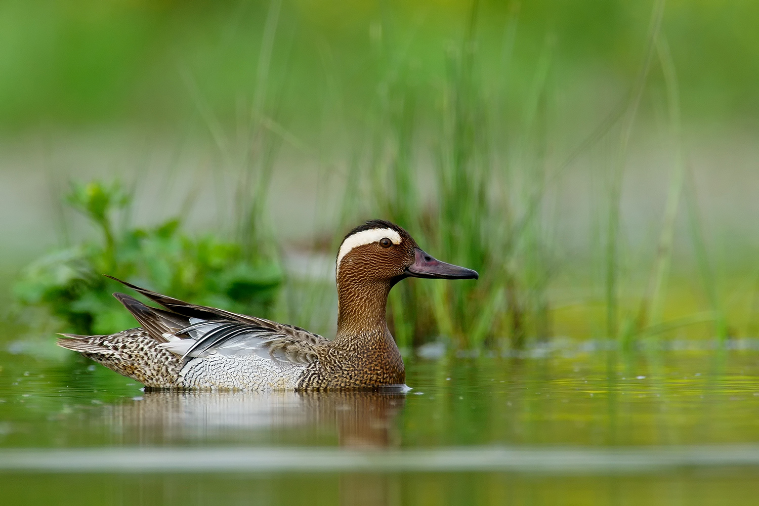 Çıkrıkçın » Garganey » Spatula querquedula