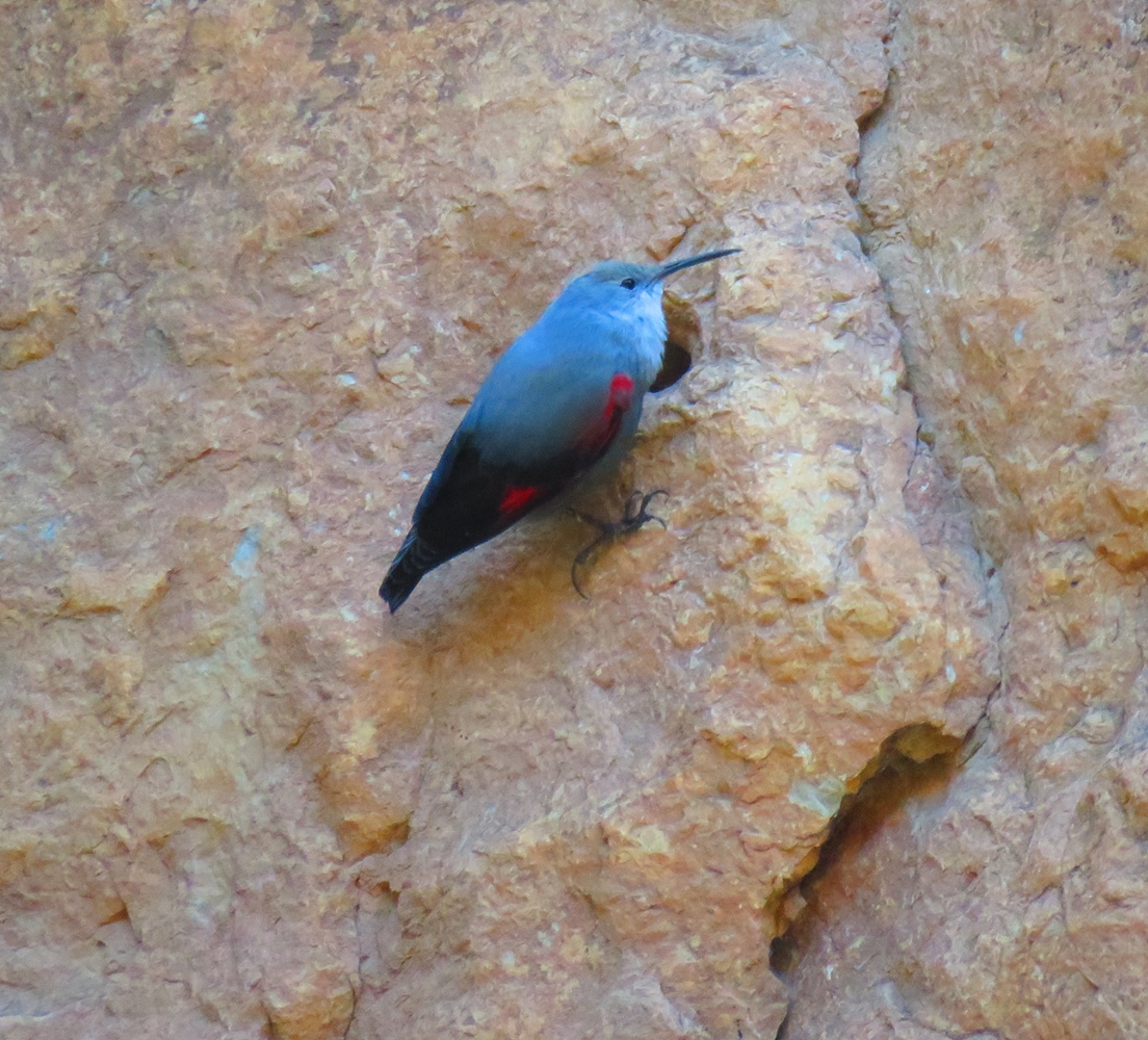 Duvar tırmaşıkkuşu » Wallcreeper » Tichodroma muraria