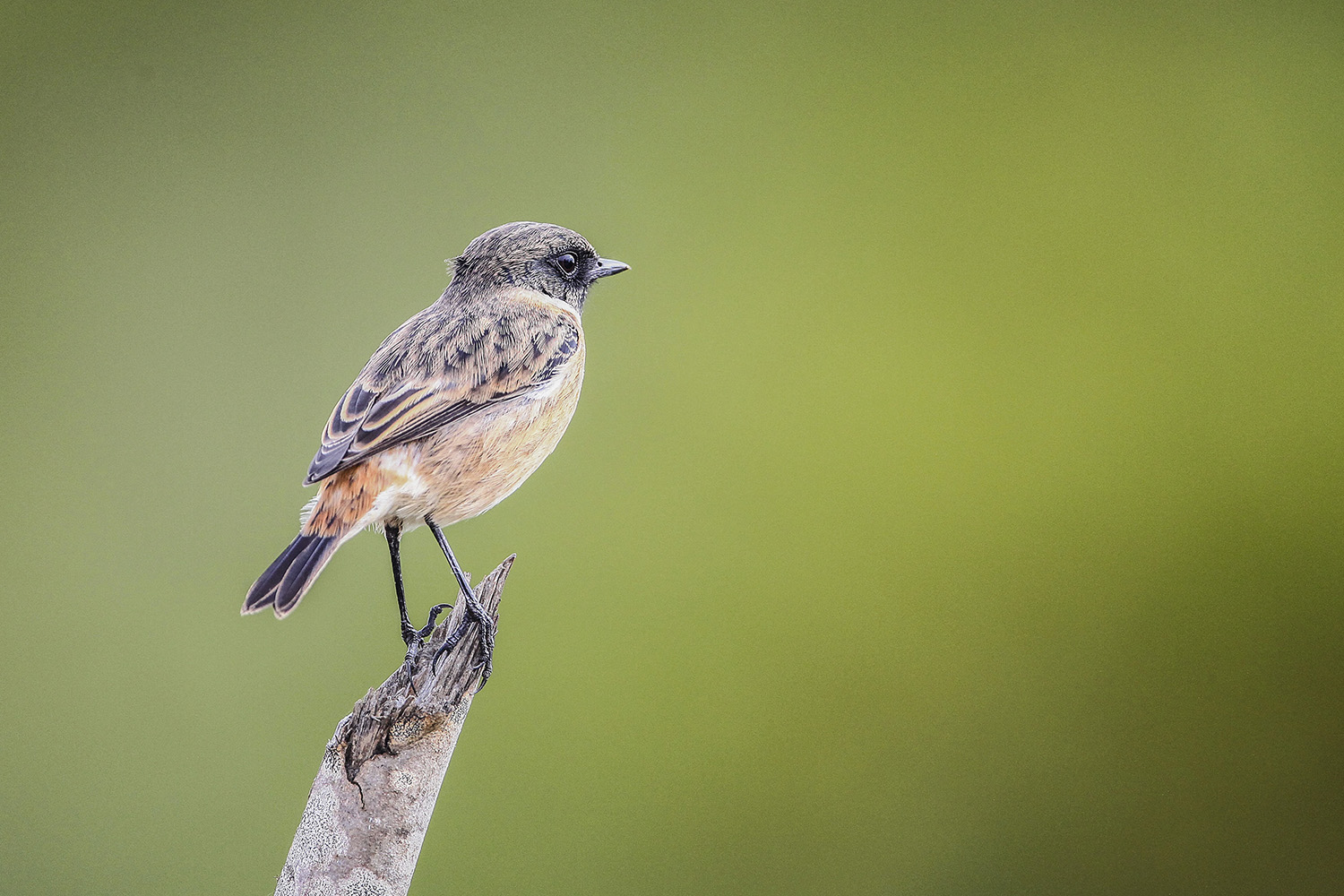 Taşkuşu » European Stonechat » Saxicola rubicola