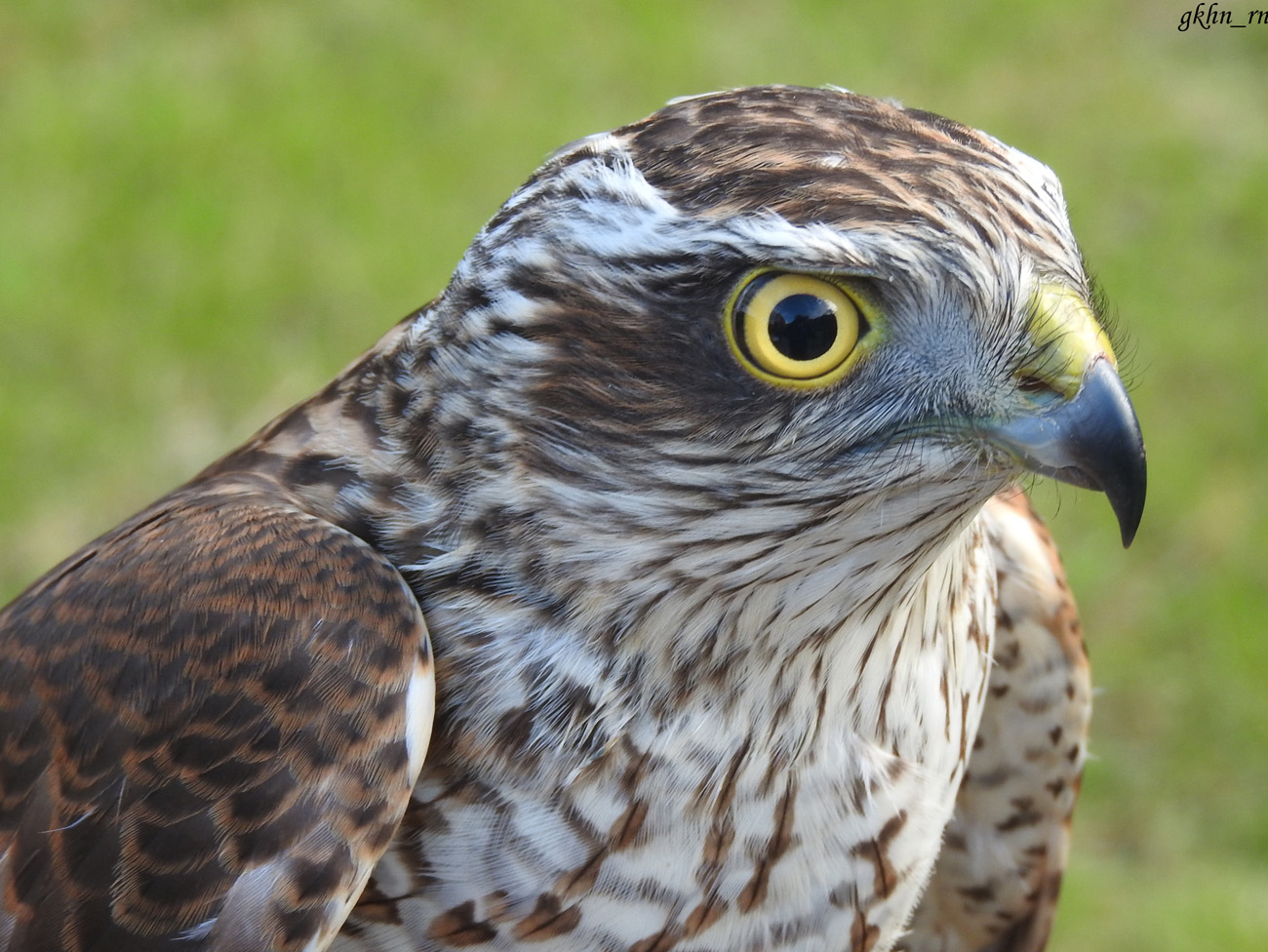 Atmaca » Eurasian Sparrowhawk » Accipiter nisus