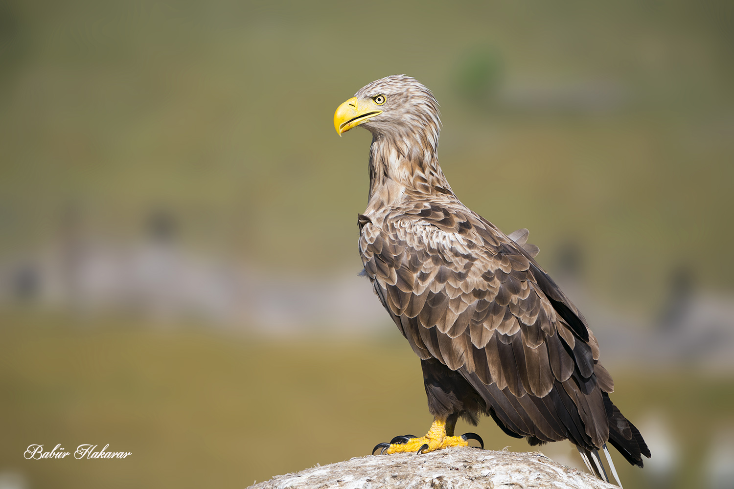 Akkuyruklu kartal » White-tailed Eagle » Haliaeetus albicilla