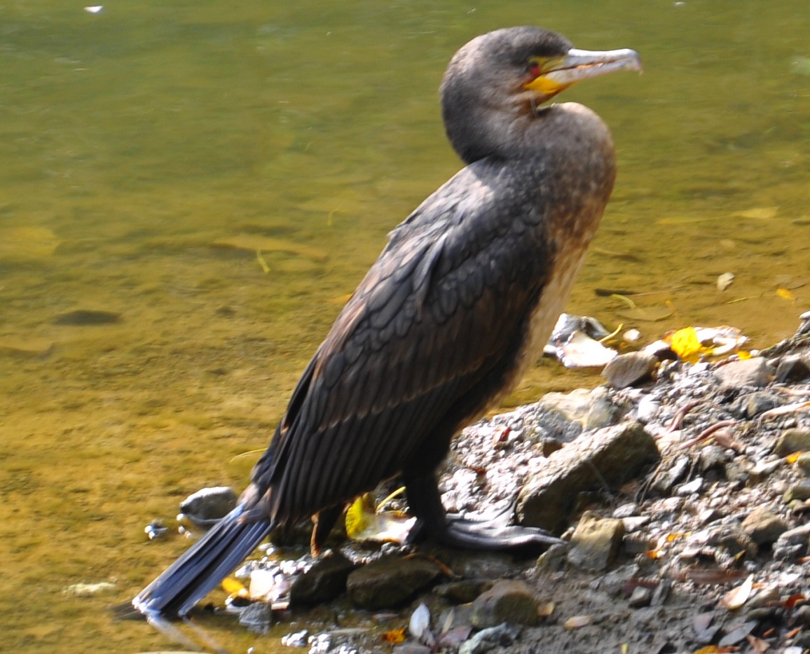 Karabatak » Great Cormorant » Phalacrocorax carbo