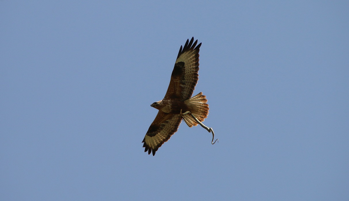 Kızıl şahin » Long-legged Buzzard » Buteo rufinus