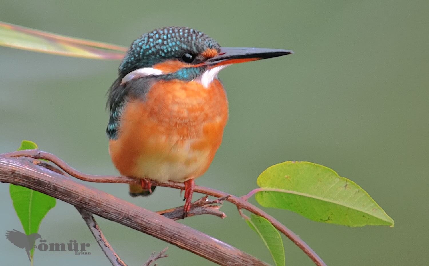 Yalıçapkını » Common Kingfisher » Alcedo atthis