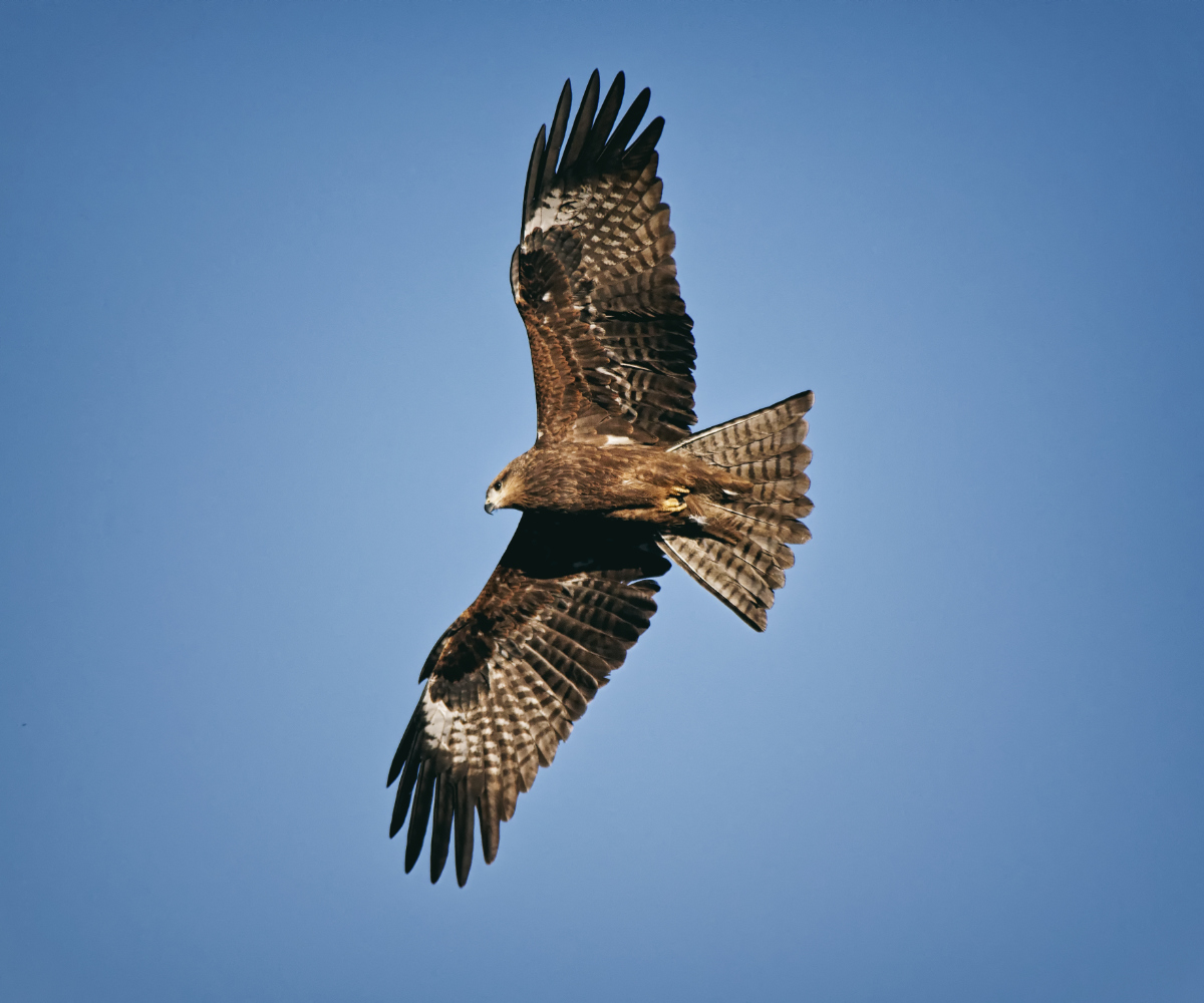 Kara çaylak » Black Kite » Milvus migrans