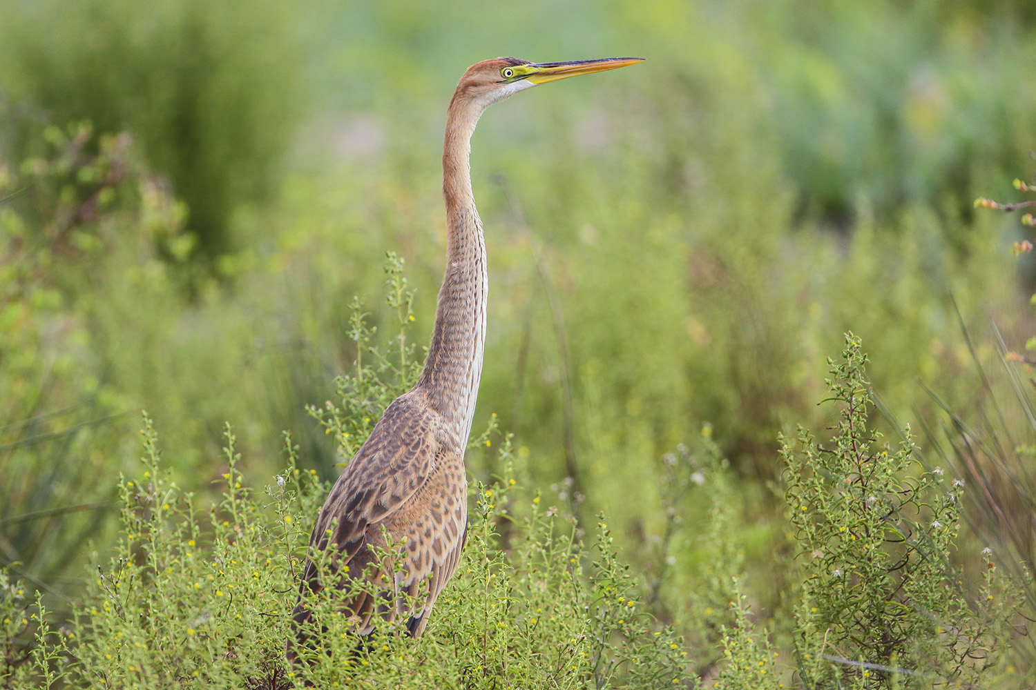 Erguvani balıkçıl » Purple Heron » Ardea purpurea