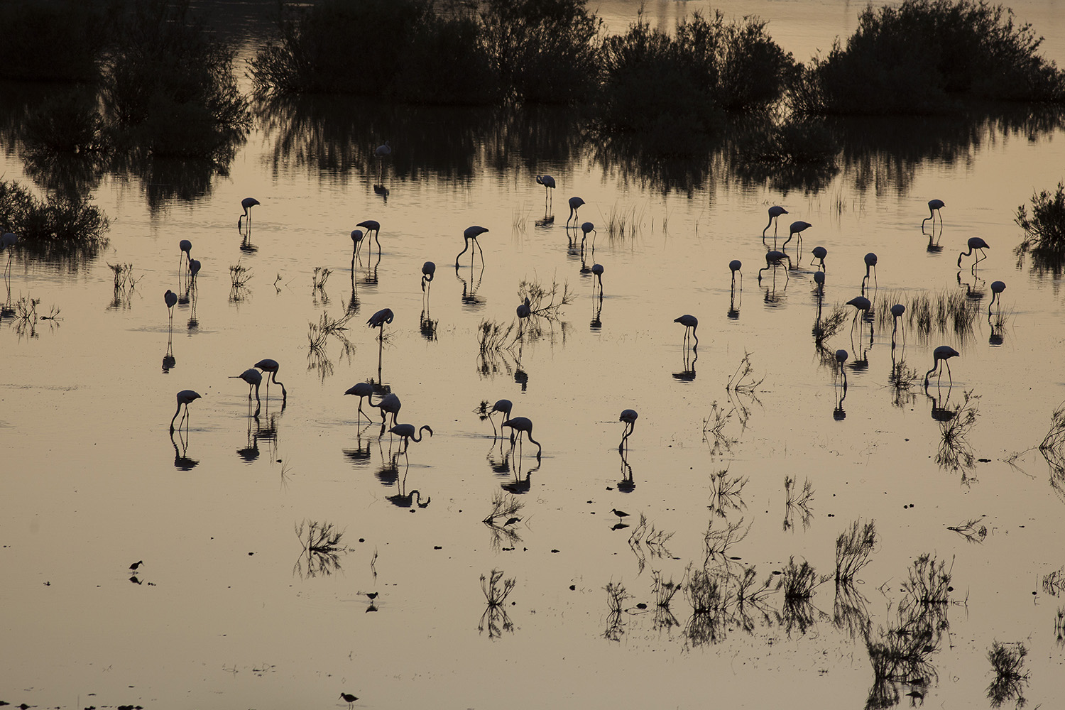 Flamingo » Greater Flamingo » Phoenicopterus roseus