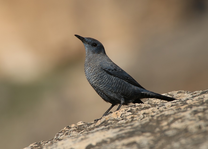 Gökardıç » Blue Rock Thrush » Monticola solitarius
