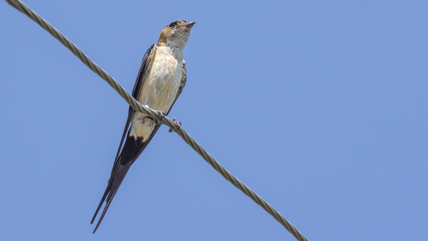 Kızıl kırlangıç » Red-rumped Swallow » Cecropis rufula