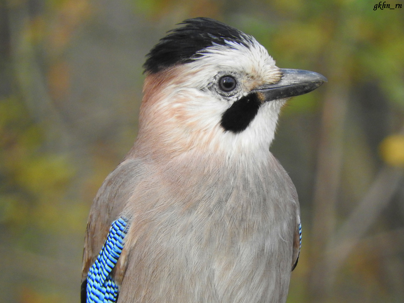 Alakarga » Eurasian Jay » Garrulus glandarius