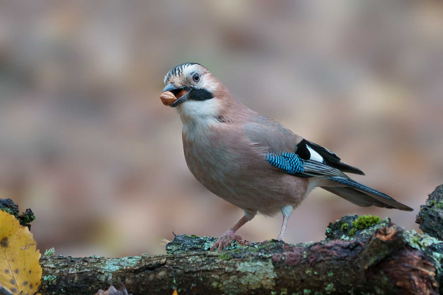 Alakarga » Eurasian Jay » Garrulus glandarius
