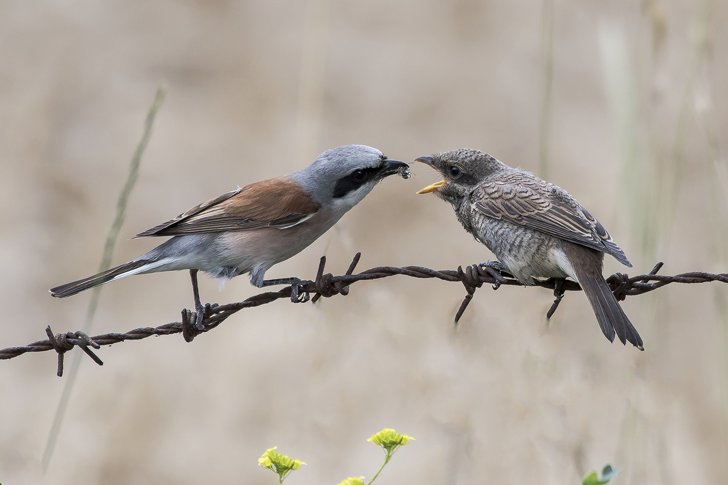 Kızılsırtlı örümcekkuşu » Red-backed Shrike » Lanius collurio