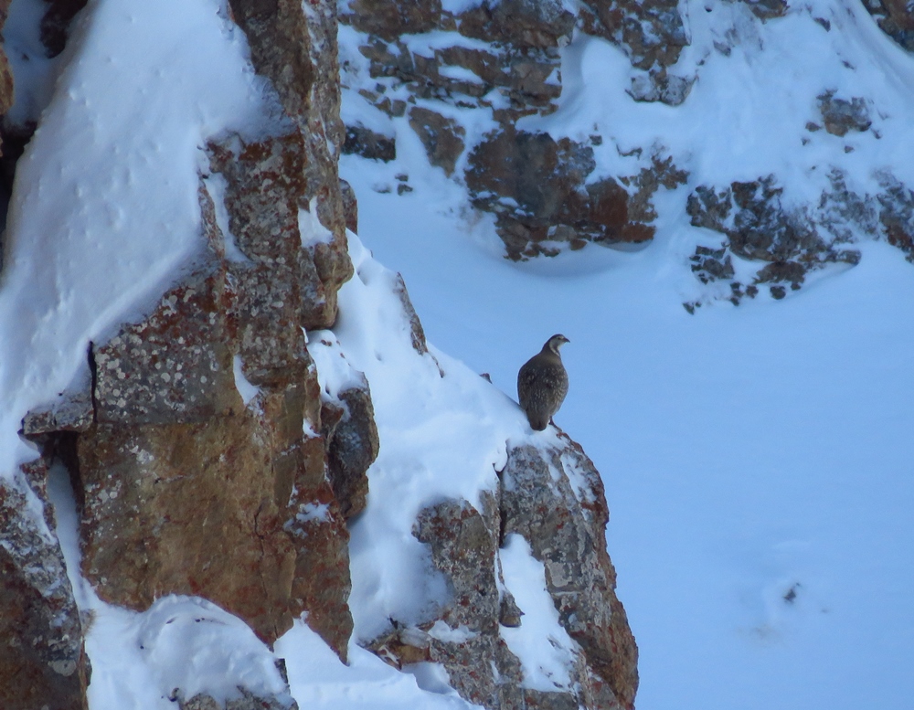 Urkeklik » Caspian Snowcock » Tetraogallus caspius