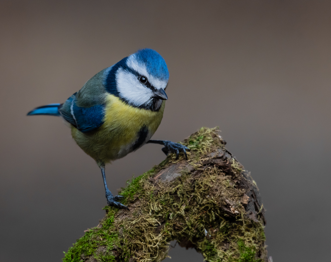 Mavi baştankara » Eurasian Blue Tit » Cyanistes caeruleus