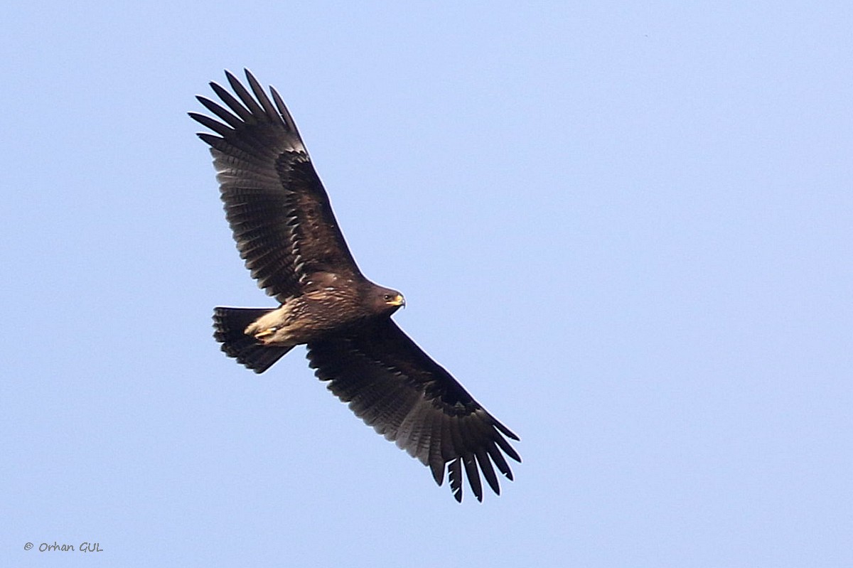 Büyük orman kartalı » Greater Spotted Eagle » Clanga clanga