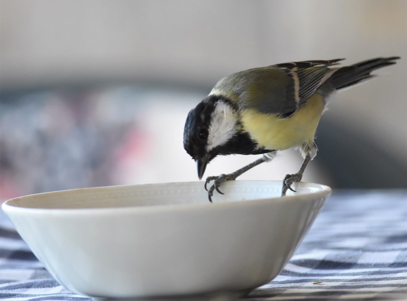 Büyük baştankara » Great Tit » Parus major