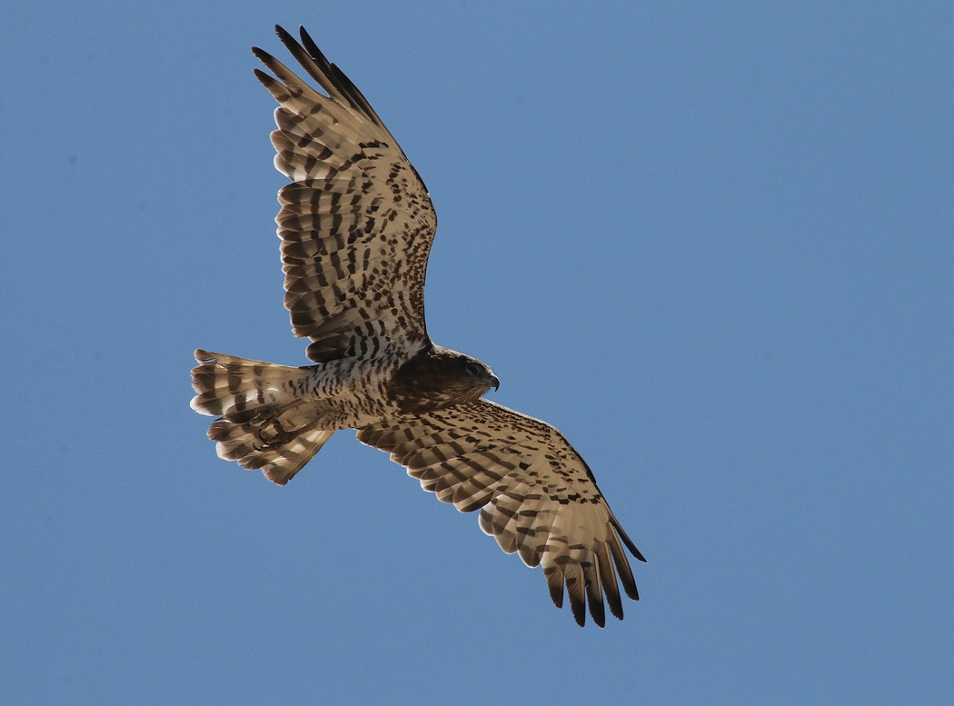 Yılan kartalı » Short-toed Snake Eagle » Circaetus gallicus